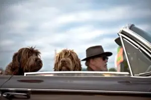 السفر مع الحيوانات الأليفة: القوانين والشروط والمطارات traveling with pets